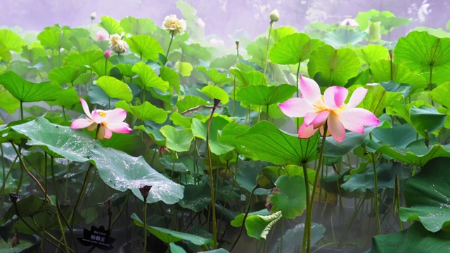 烟雨蒙蒙中的荷花4K高清视频视频素材