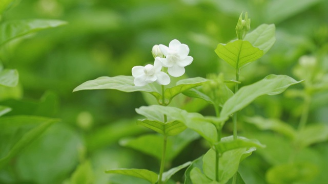 茉莉花视频素材