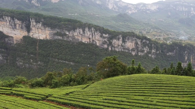 恩施富硒茶园基地风光视频素材