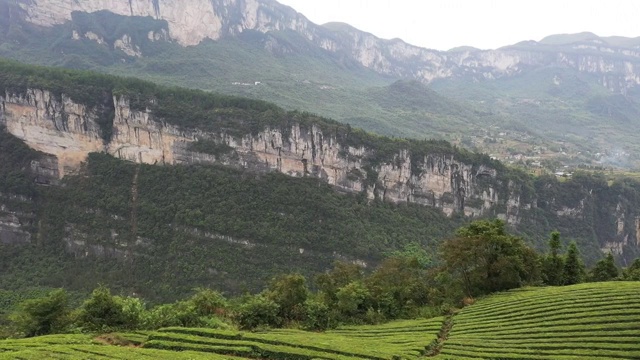 恩施富硒茶园基地风光视频素材