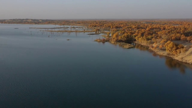 塔克拉玛干沙漠边缘罗布湖沙漠胡杨秋景美如画视频素材