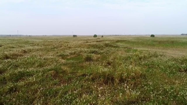 洞庭湖 芦苇荡视频素材