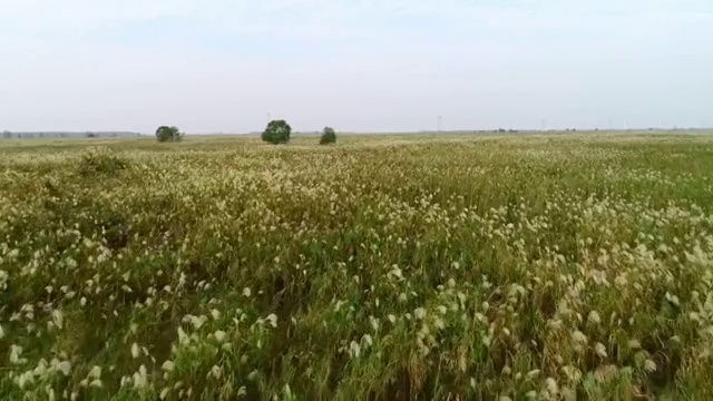 洞庭湖 芦苇荡视频素材