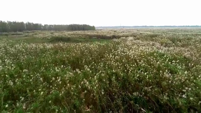 洞庭湖 芦苇荡视频素材