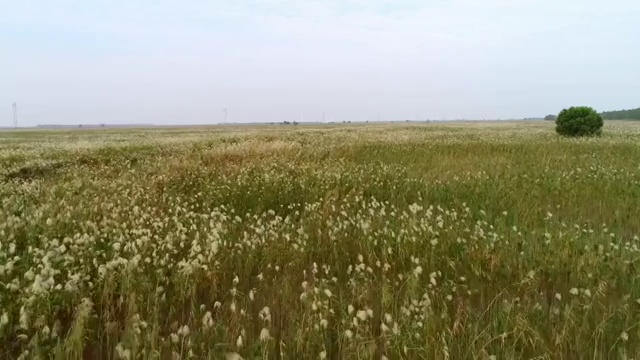 洞庭湖 芦苇荡视频素材