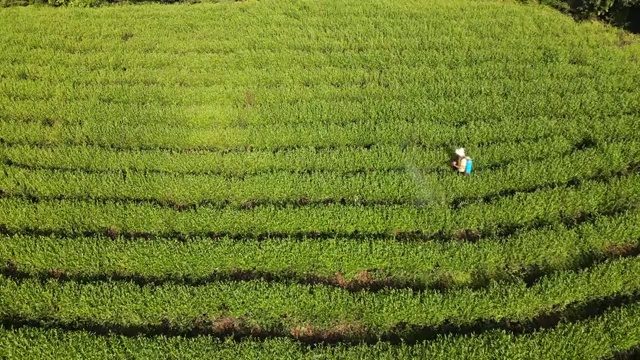 江西靖安茶园晨曦航拍视频素材