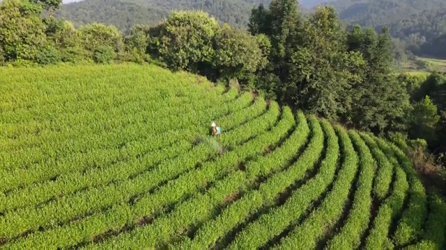 江西靖安茶园晨曦航拍视频素材