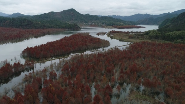 航拍中国安徽省宣城市宁国市方塘乡冬日红杉林风光视频素材