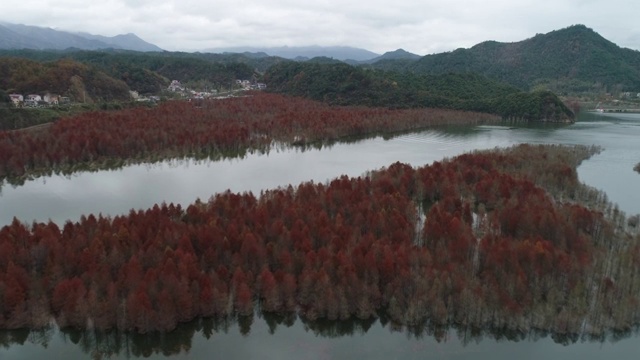 航拍中国安徽省宣城市宁国市方塘乡冬日红杉林风光视频素材