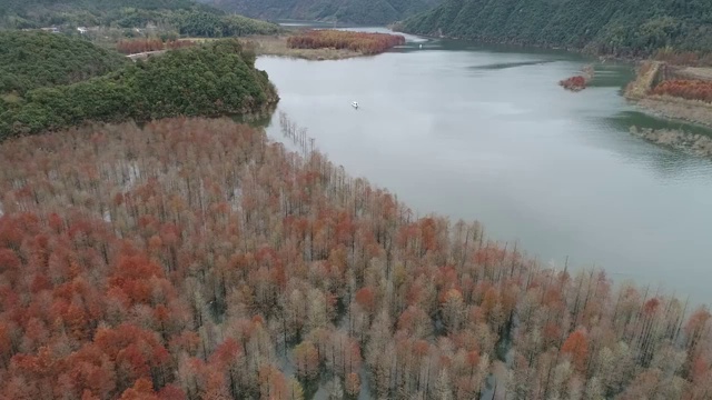 航拍中国安徽省宁国市方塘乡冬日红杉林风光视频素材