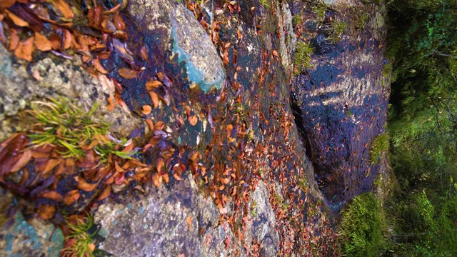 秋天秋意山泉水溪流流水清泉石上流 竖屏视频素材