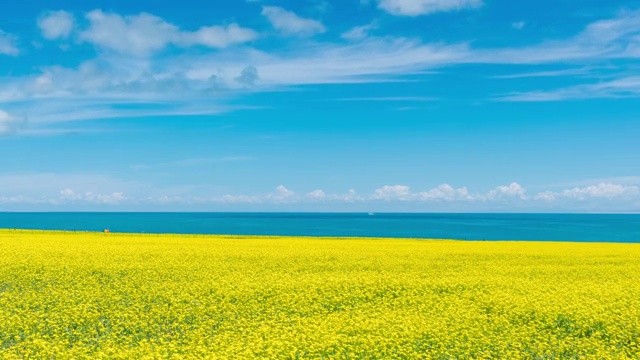 青海湖油菜花视频素材