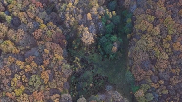 黑龙江鸡西：航拍国家地质公园蜂蜜山秋天晨光中的森林视频素材