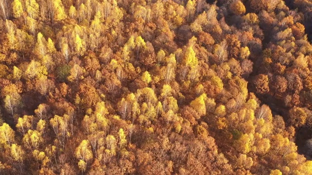 黑龙江鸡西：航拍国家地质公园蜂蜜山秋天晨光中的森林视频素材