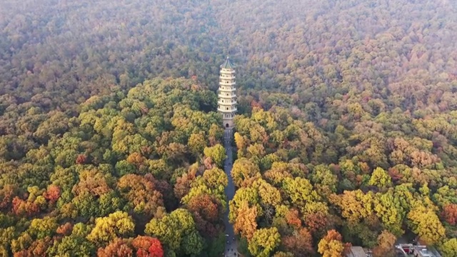 南京灵谷寺景区灵谷深松视频素材