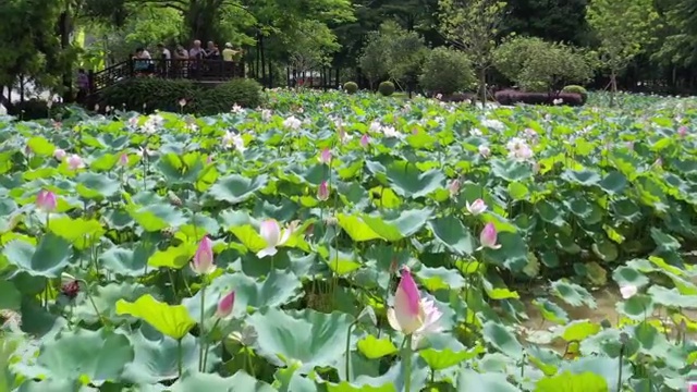 航拍荷花池视频素材