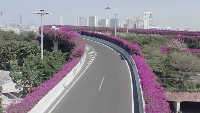 航拍开满簕杜鹃的广州瑞楠新村立交视频素材画面2