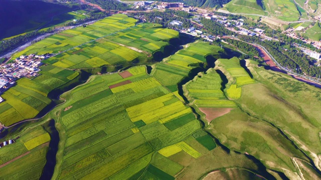 航拍中国青海省海北祁连县卓尔山油菜花田与村落视频素材