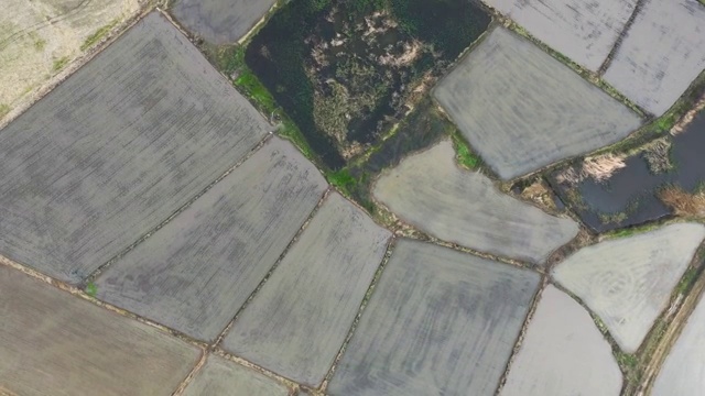 航拍黑龙江省大庆市杜尔伯特蒙古族自治县春季新播种的水稻田视频素材