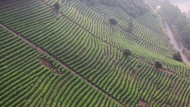 广东梅州雁南飞茶田景区茶园风光视频素材