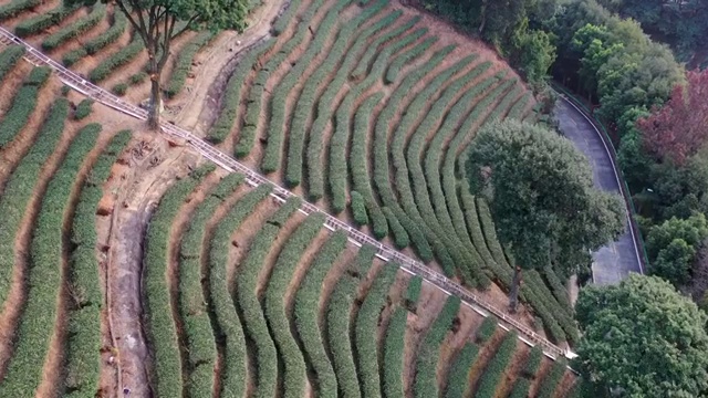 广东梅州阴那山茶园风光视频素材