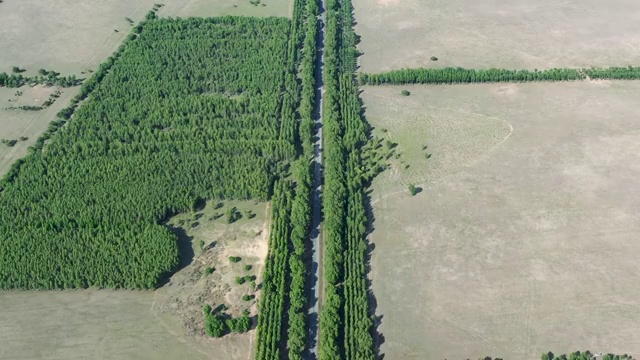 航拍黑龙江省大庆市杜尔伯特蒙古族自治区草原风车树林视频素材