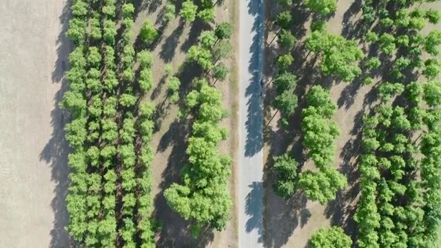 航拍黑龙江省大庆市杜尔伯特蒙古族自治区树林道路视频素材