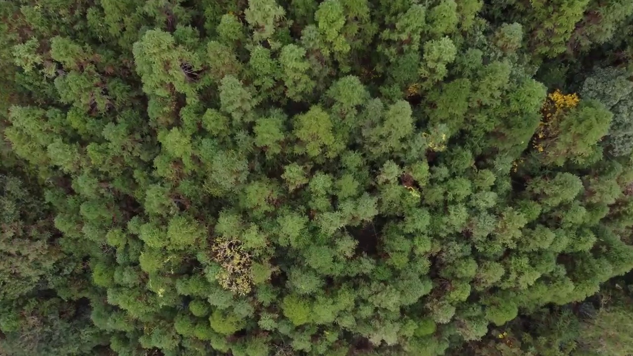 原始森林绿色森林茂密森林航拍森林原始森林资源视频素材