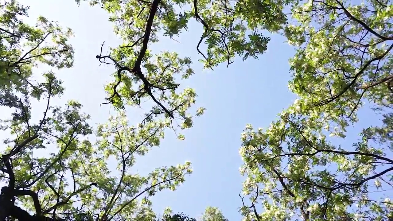 槐树、槐花、春天视频素材