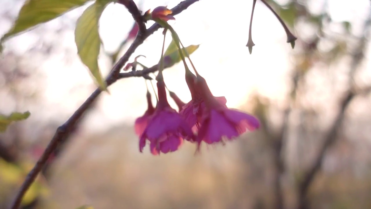 日出逆光樱花特写慢动作樱花花蕾特写浪漫樱花海视频素材