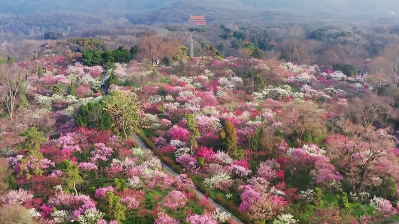 南京梅花山梅花盛开视频素材