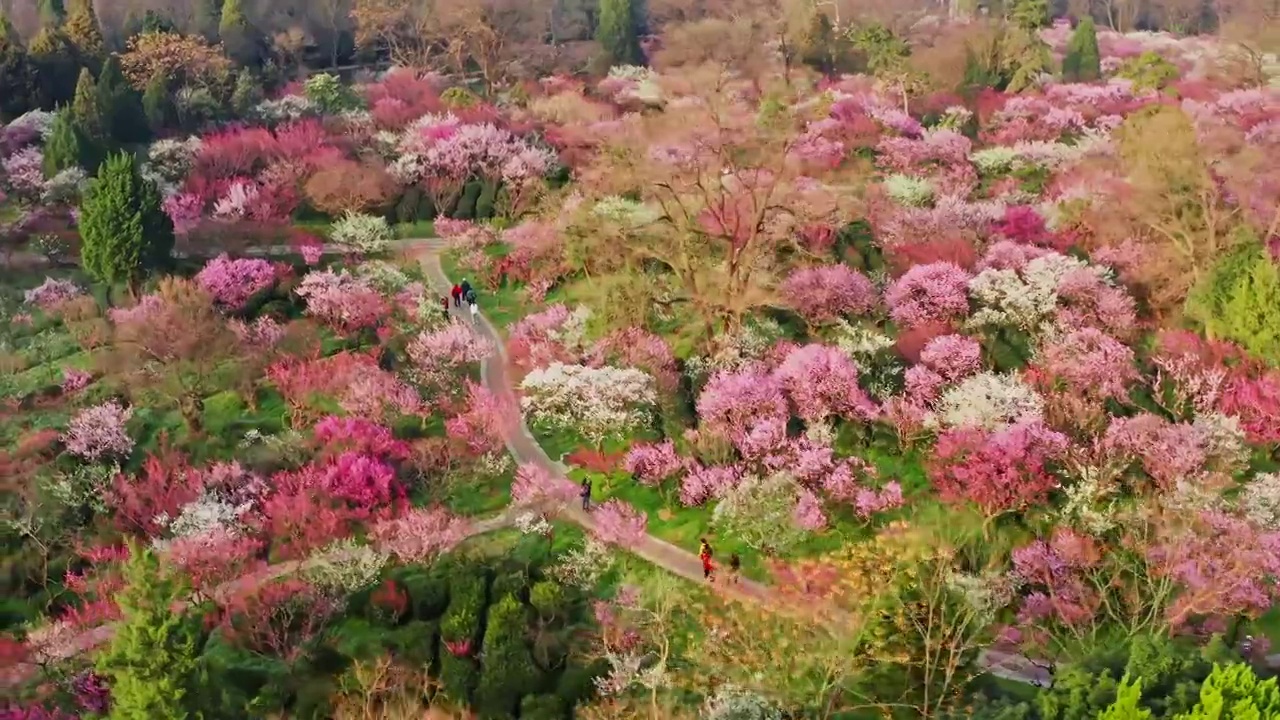 春日里的南京梅花山花海视频素材