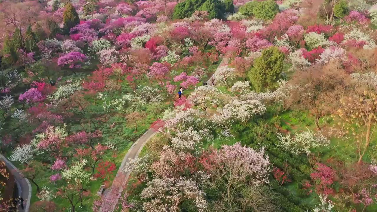 踏春赏花海视频素材