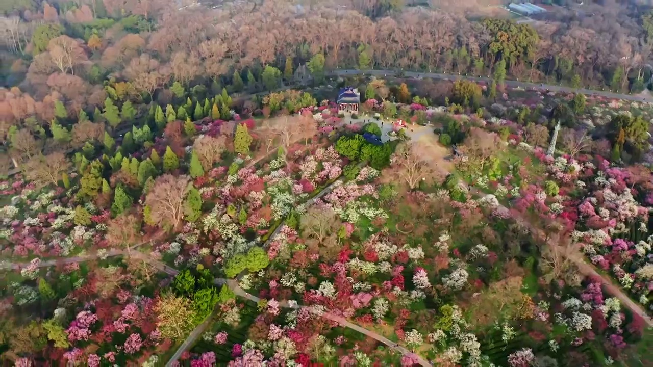 南京梅花山梅花盛开视频素材