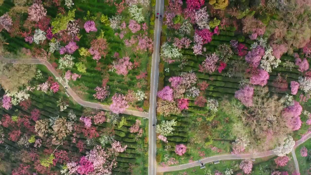 南京梅花山梅花盛开视频素材