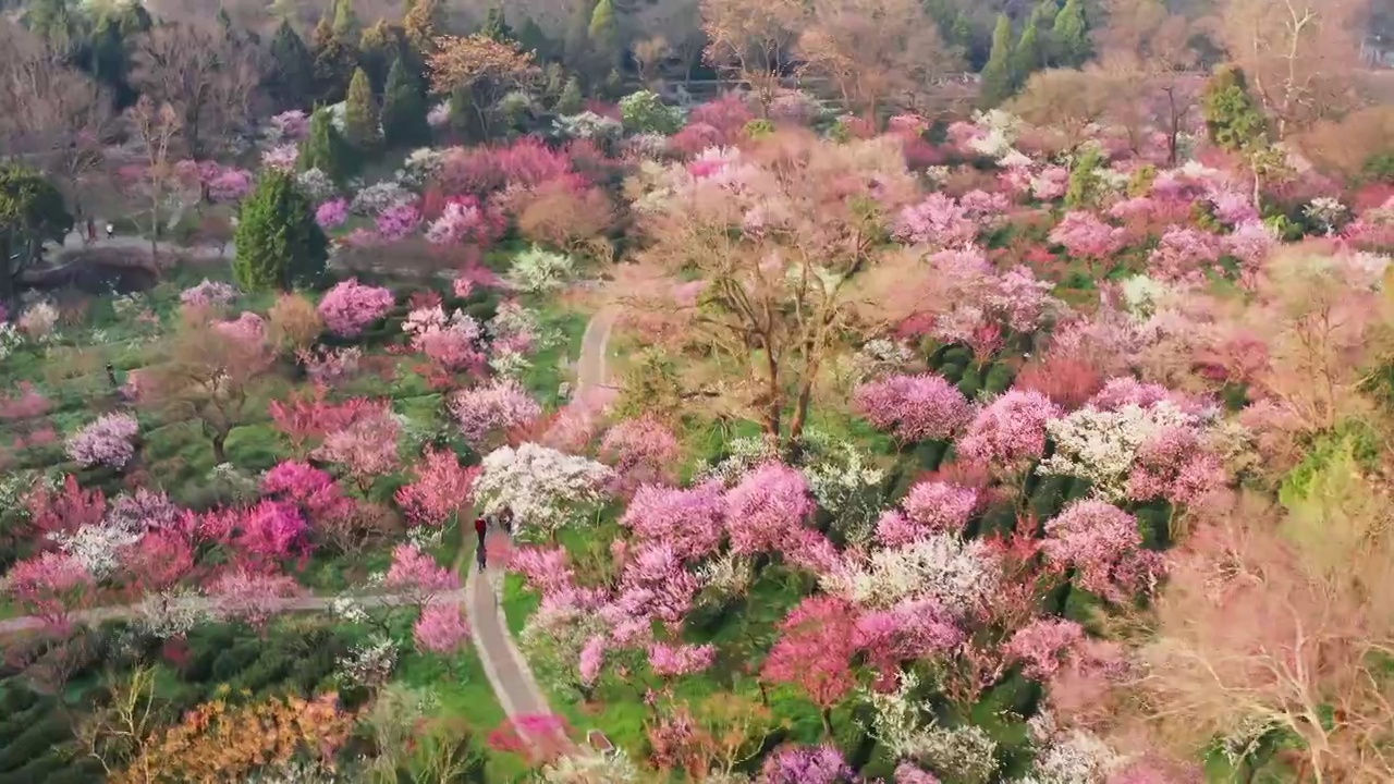 踏春赏花视频素材