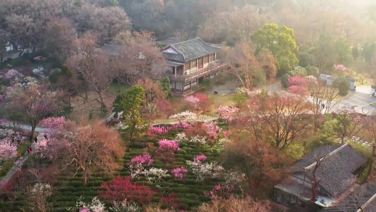 南京梅花山梅花盛开视频素材