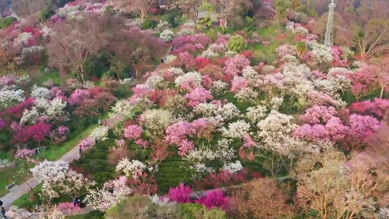 南京梅花山梅花盛开视频素材