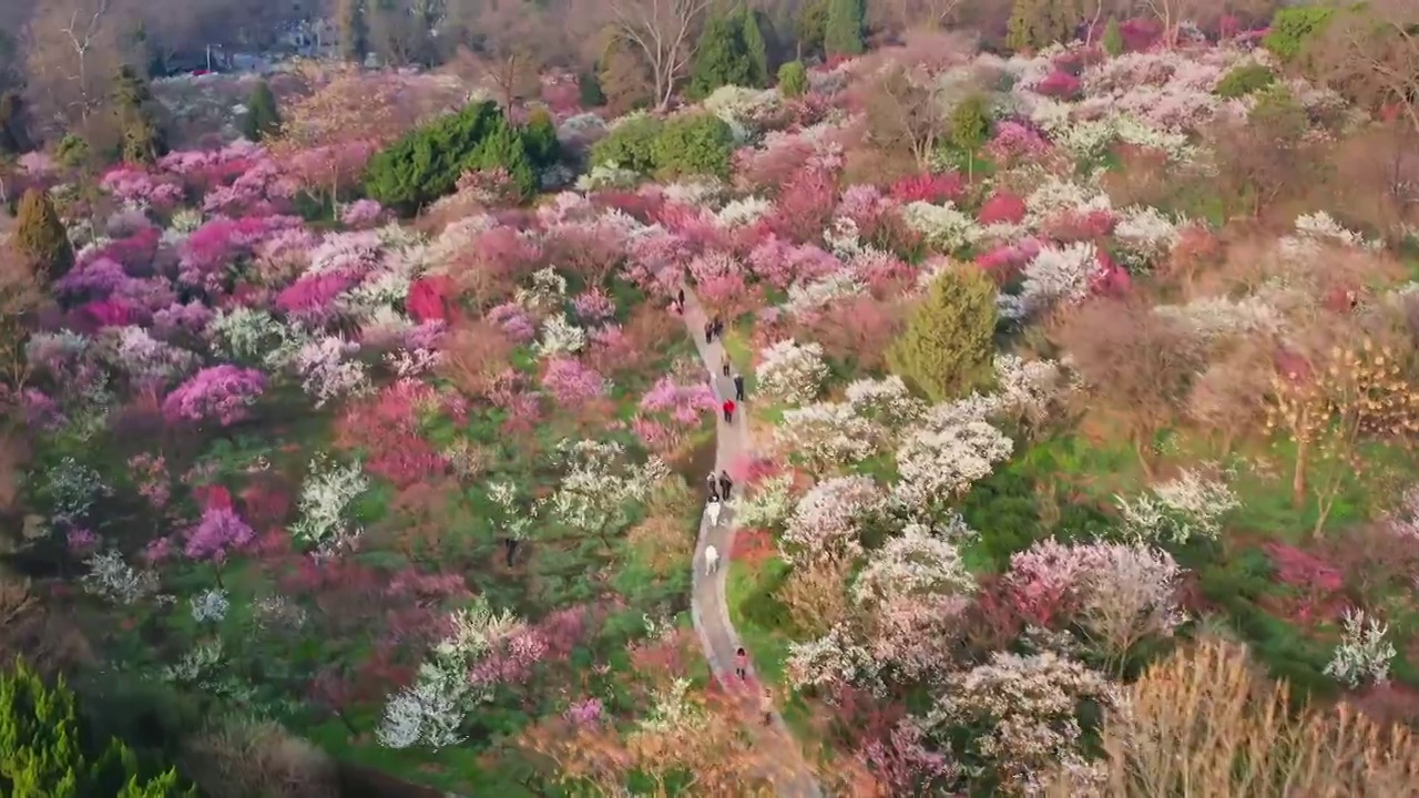 南京梅花山梅花盛开视频素材