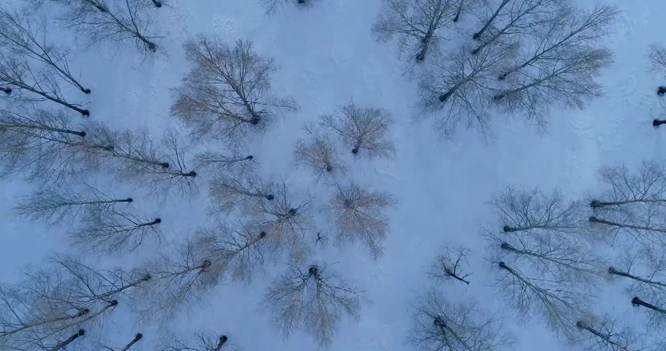 航拍林海雪原树林雪景视频素材