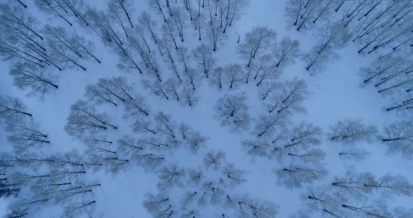 航拍林海雪原树林雪景视频素材