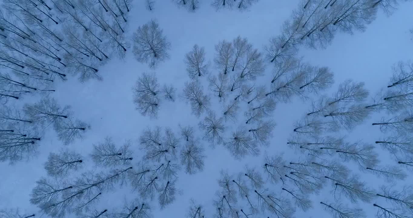 航拍林海雪原树林雪景视频素材