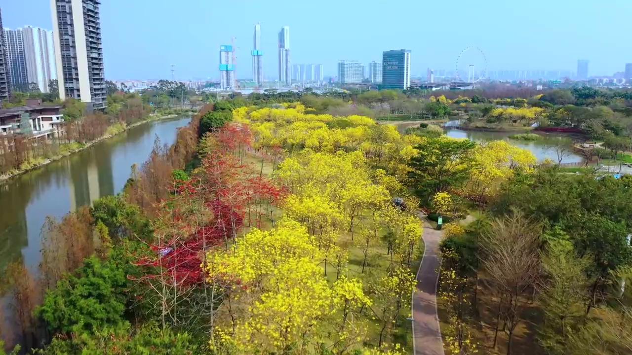 佛山市顺德区顺峰山公园黄金风铃木盛开视频素材