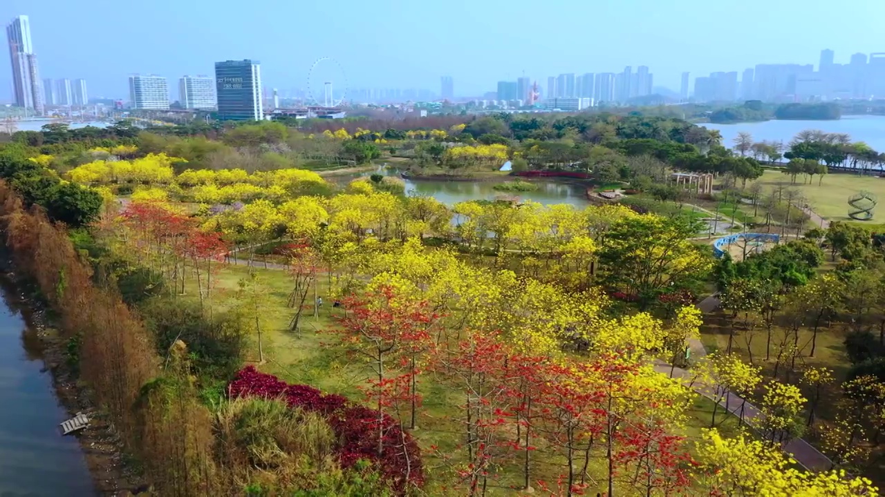 佛山市顺德区顺峰山公园黄金风铃木盛开视频素材