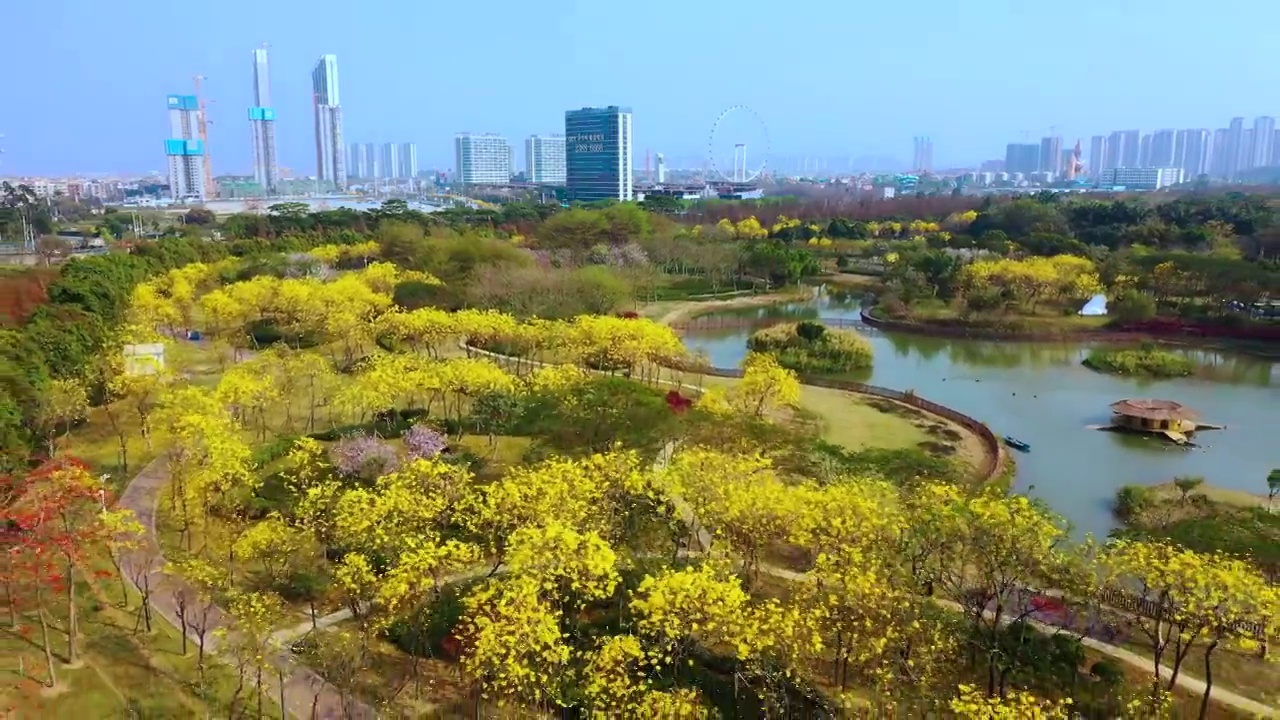 佛山市顺德区顺峰山公园黄金风铃木盛开视频素材