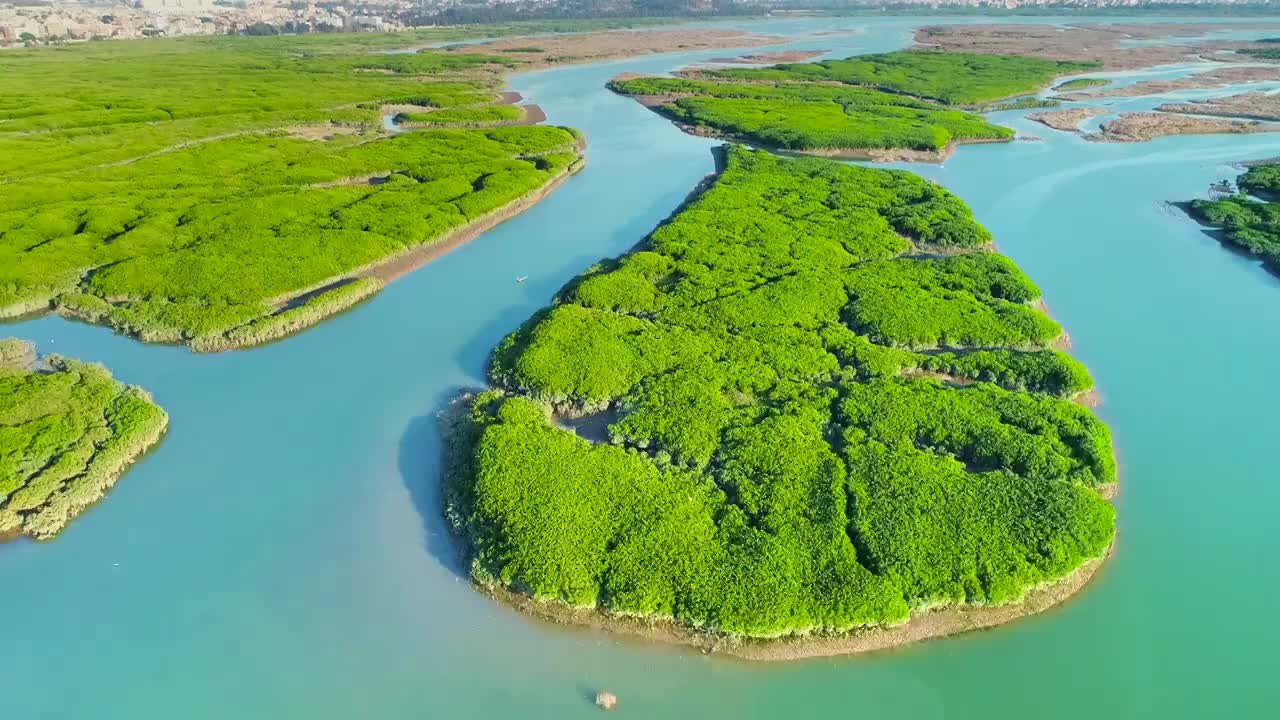 航拍泉州湾湿地公园海洋红树林湿地候鸟栖息地泉州洛阳桥视频素材