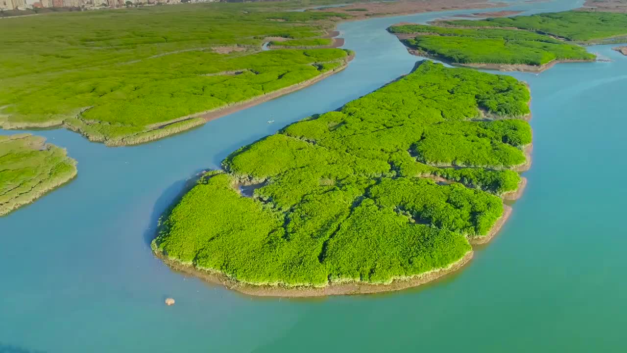 航拍泉州湾湿地公园海洋红树林湿地候鸟栖息地泉州洛阳桥视频素材