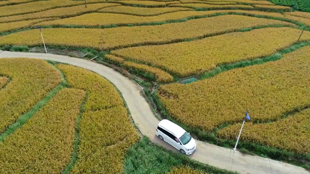 航拍房车驶过金色稻田夏天的味道自驾游自驾旅行视频素材