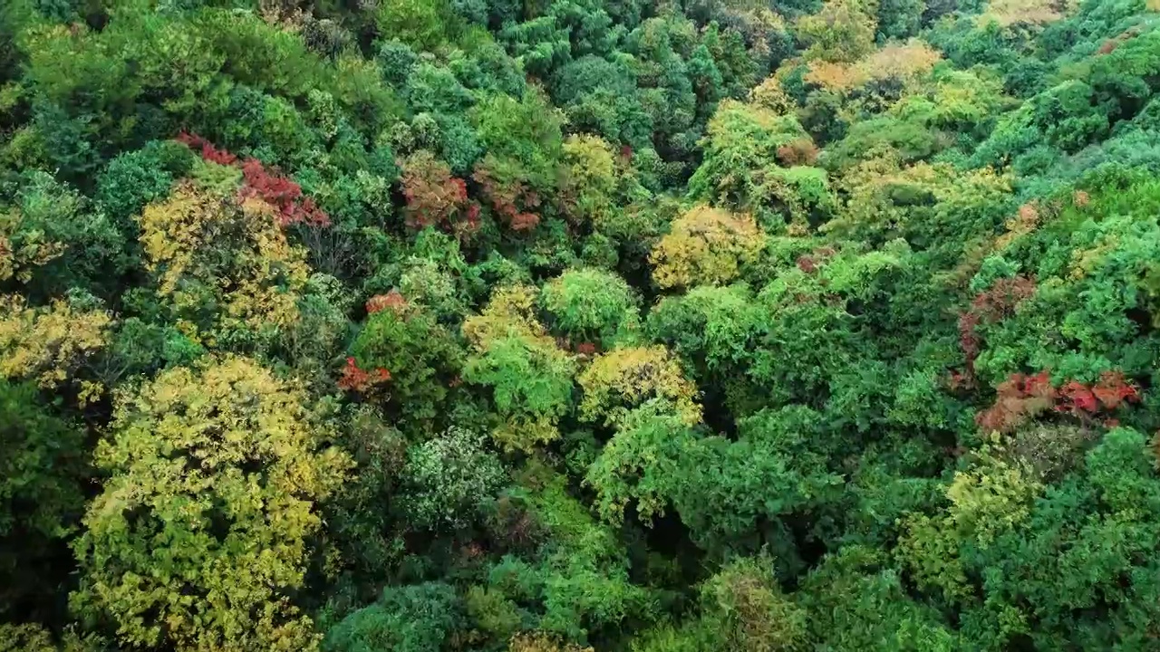 航拍原始森林秋色森林五彩缤纷的秋天森林丛林秘境视频素材