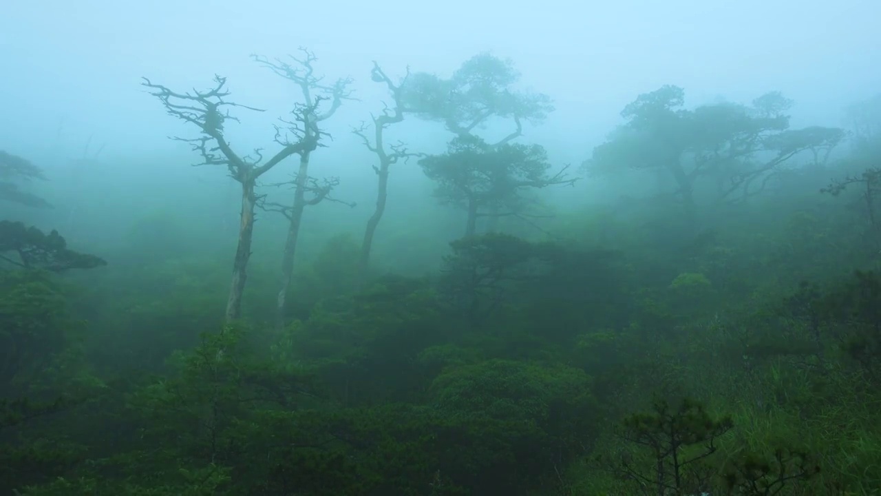 大雾弥漫的魔幻森林梦幻原始森林童话世界森林视频素材